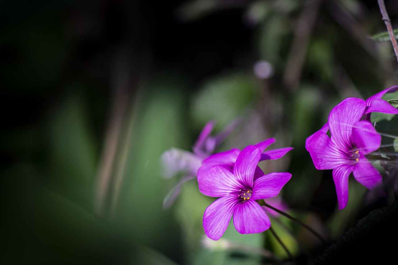 flower  wild flower  pink free photo