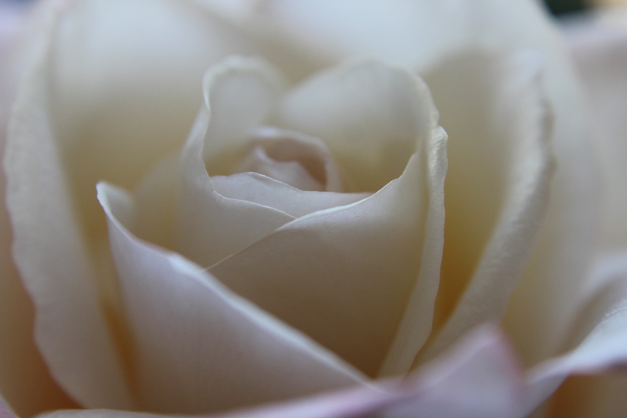 flower  rose  white free photo