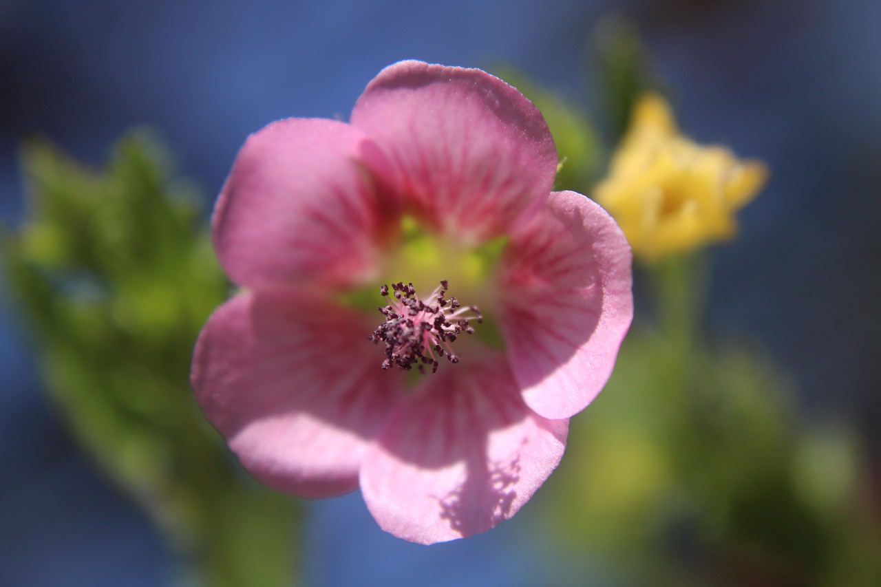 flower  plant  garden free photo