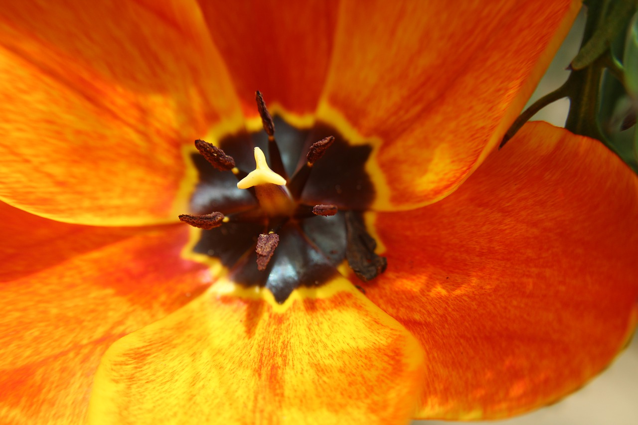 flower  tulip  spring free photo