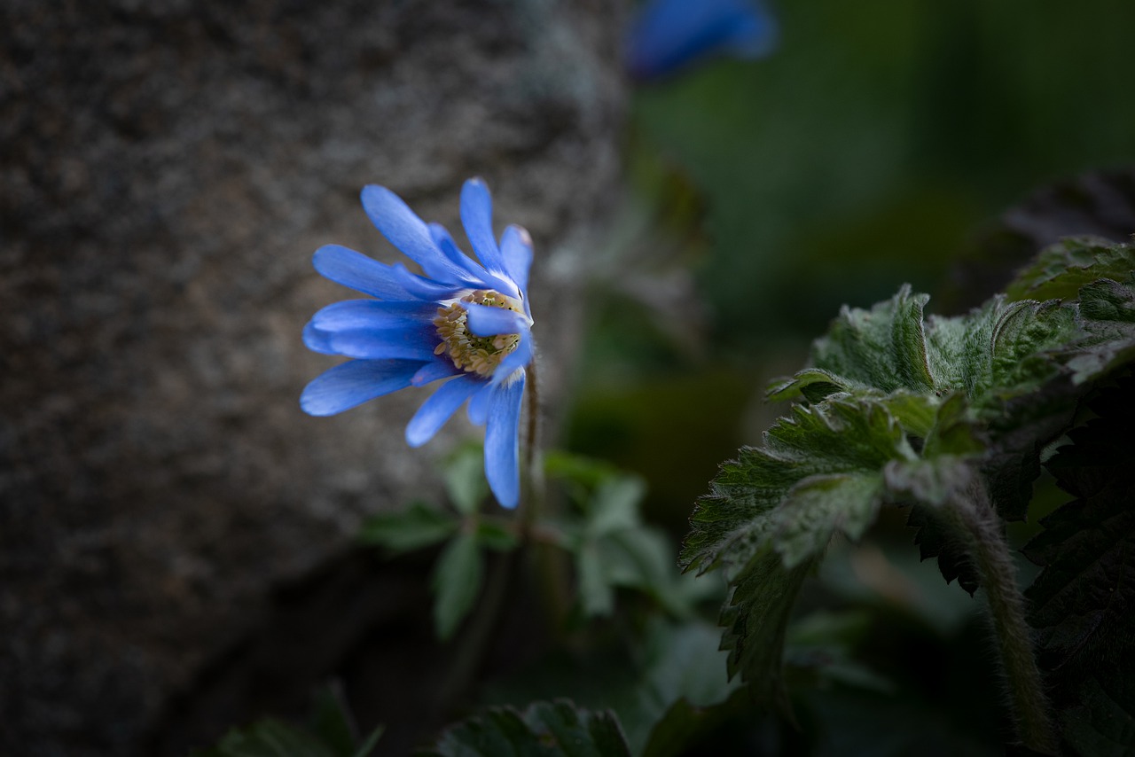 flower  blossom  bloom free photo