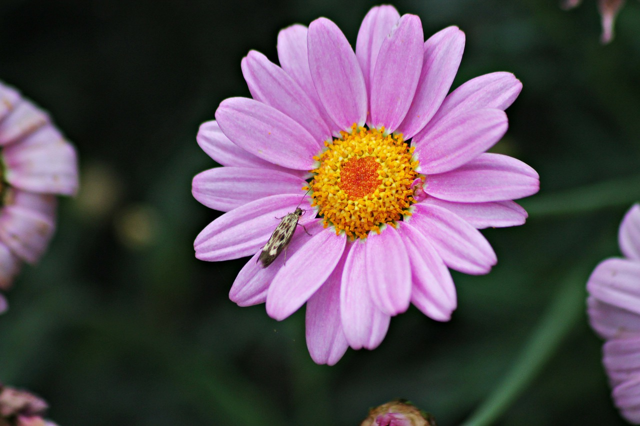 flower  symbiosis  flora free photo