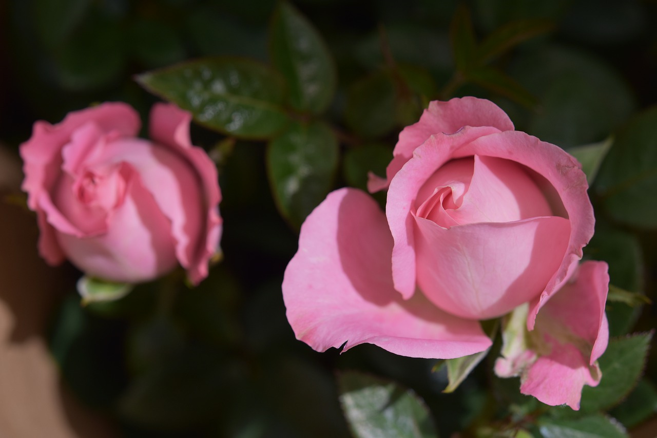 flower  roses  petal free photo