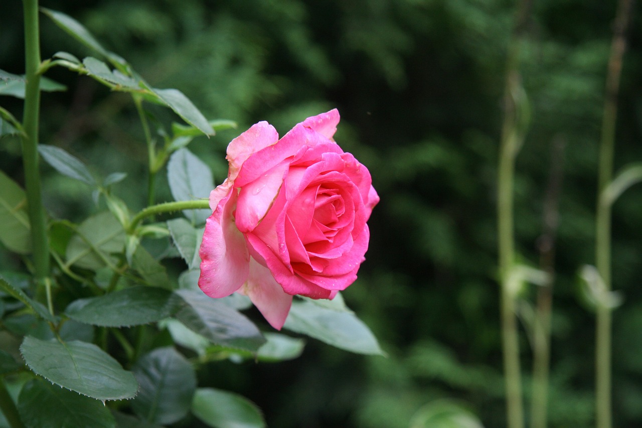 flower rose nature free photo