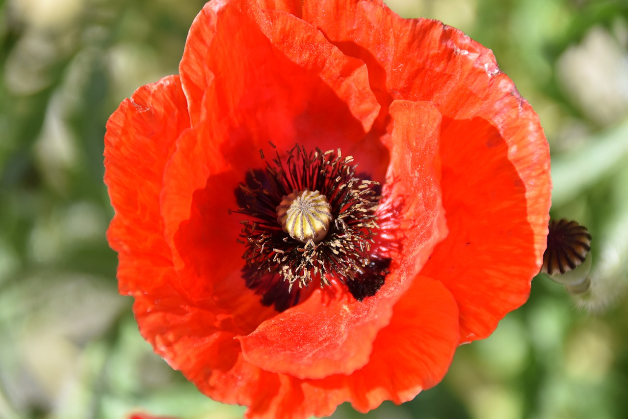 flower  flower of poppy  wild flower free photo