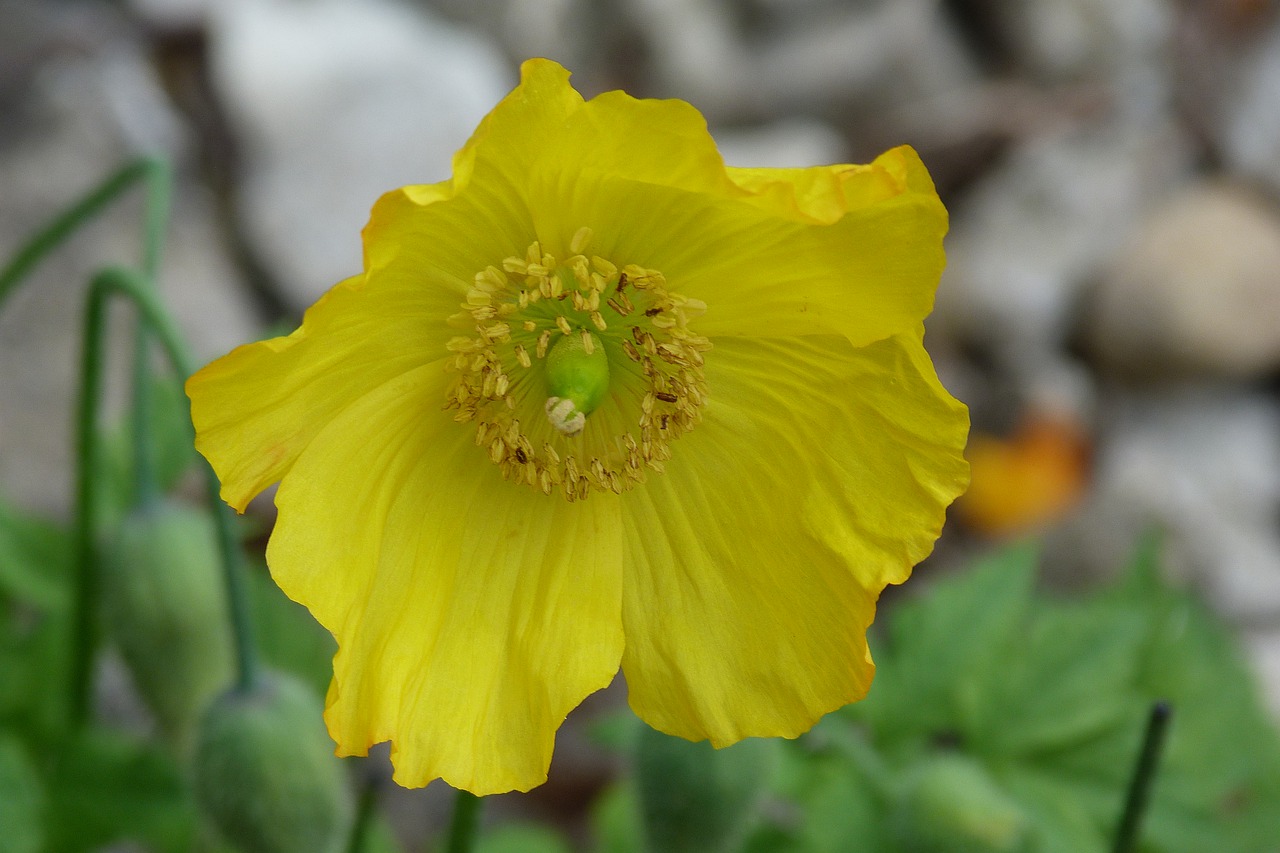 flower  yellow  poppy free photo