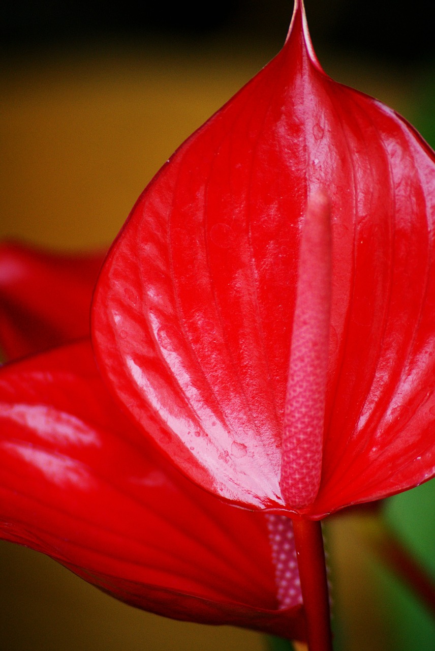 flower arum red free photo