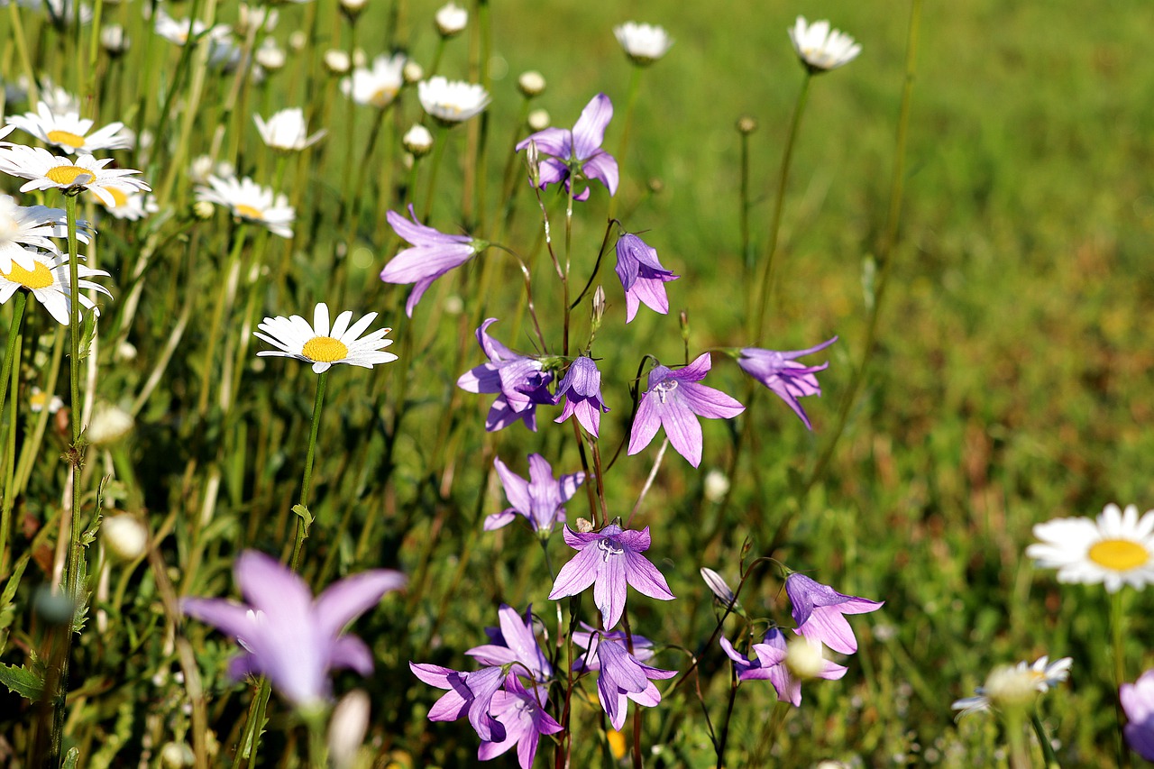 flower  bellflower  violet free photo