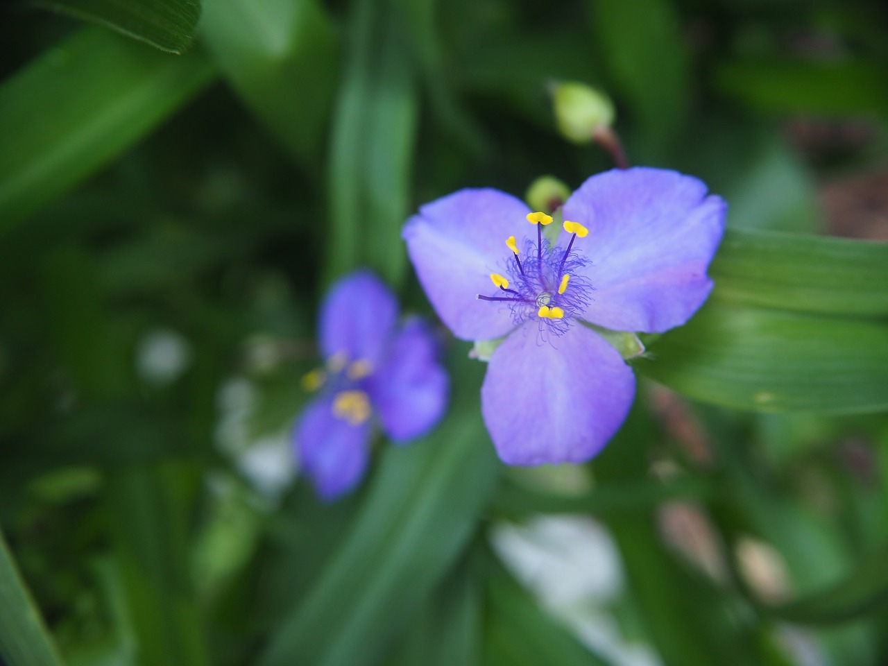 flower  blossom  bloom free photo