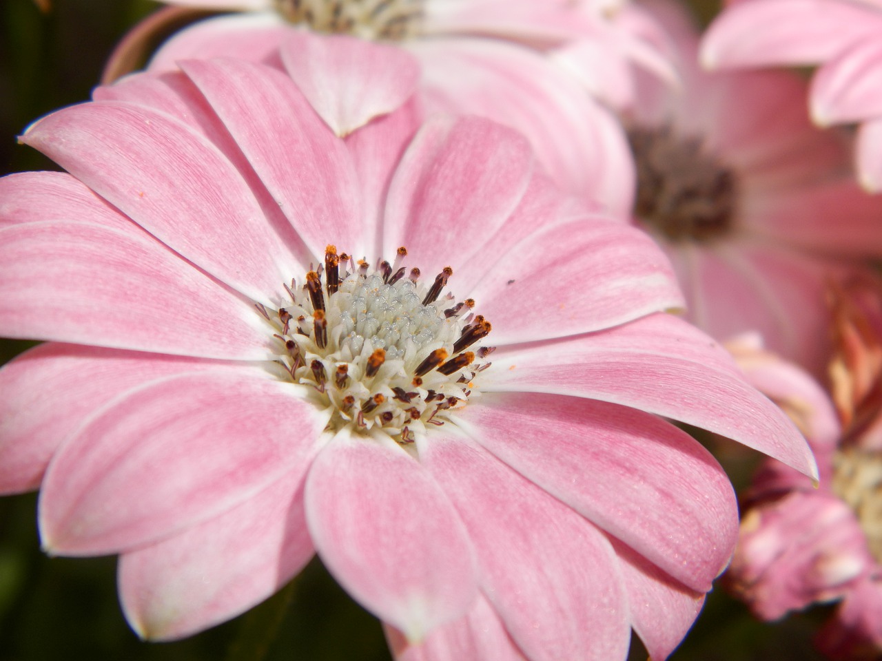 flower  pink  garden free photo