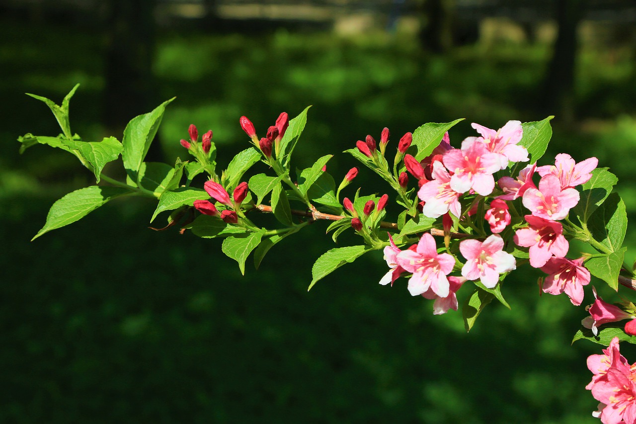 flower  spring  branch free photo