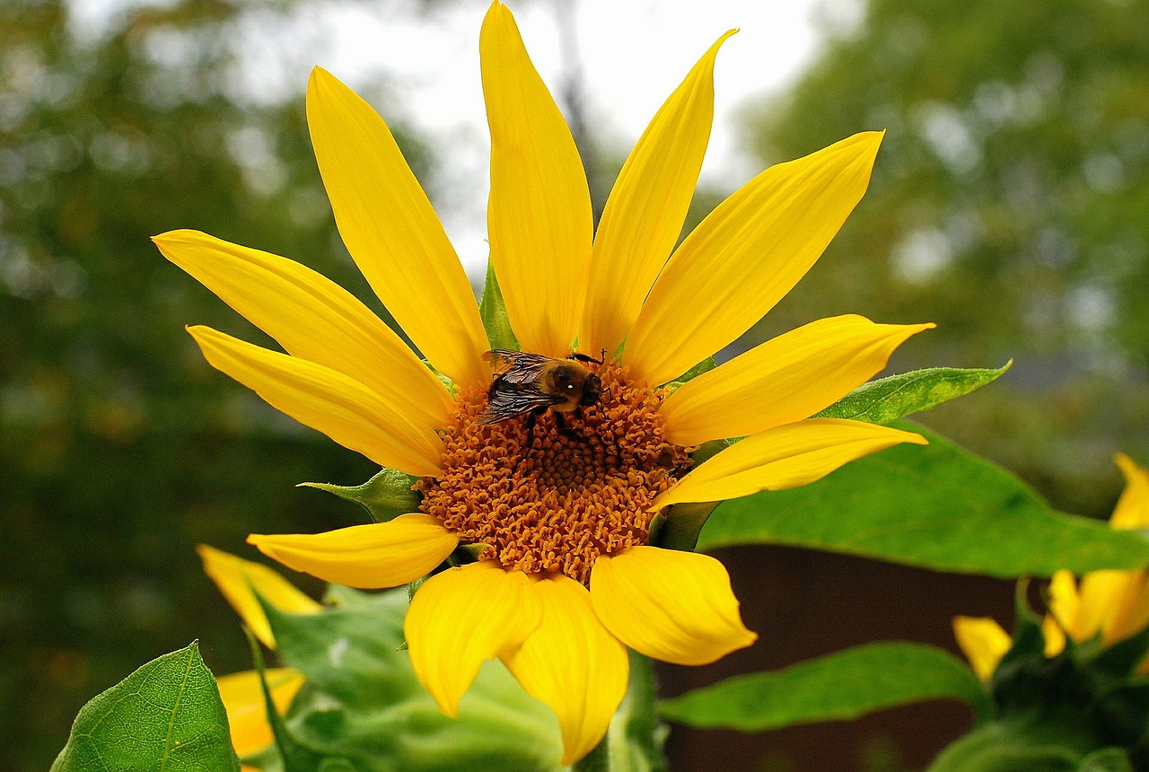 flower sunflower yellow free photo