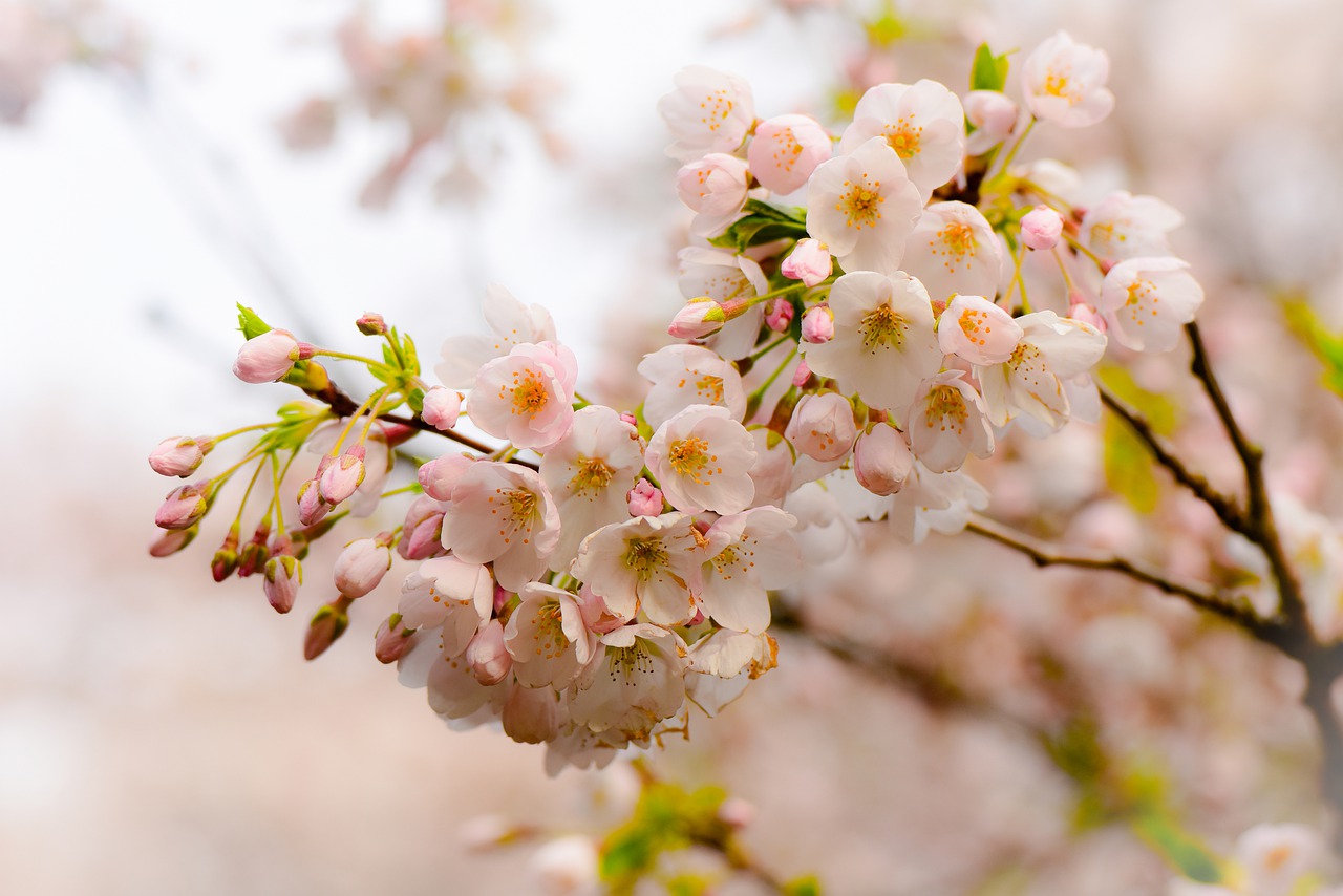 flower  branch  tree free photo