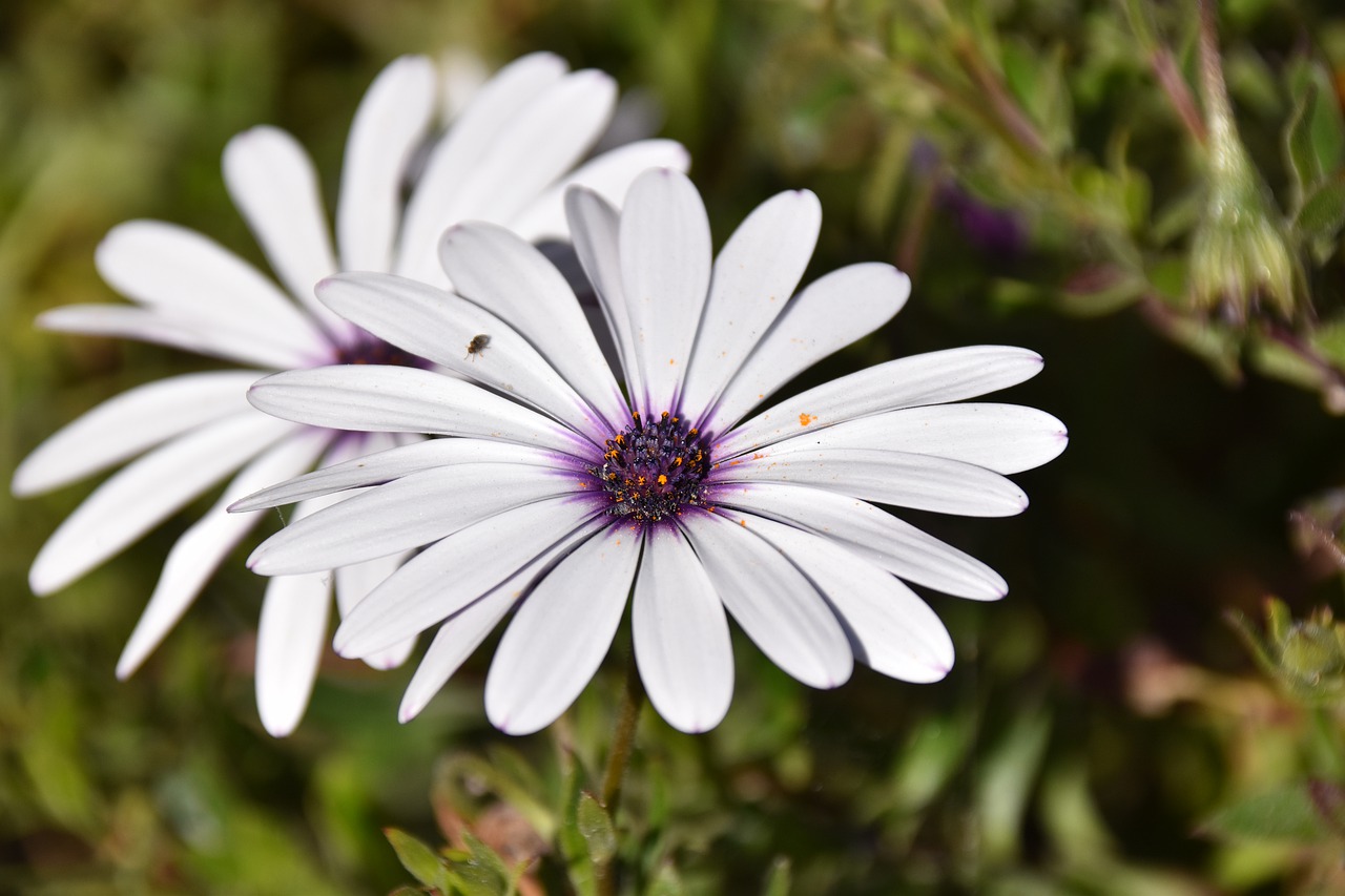 flower  white flower  petals free photo