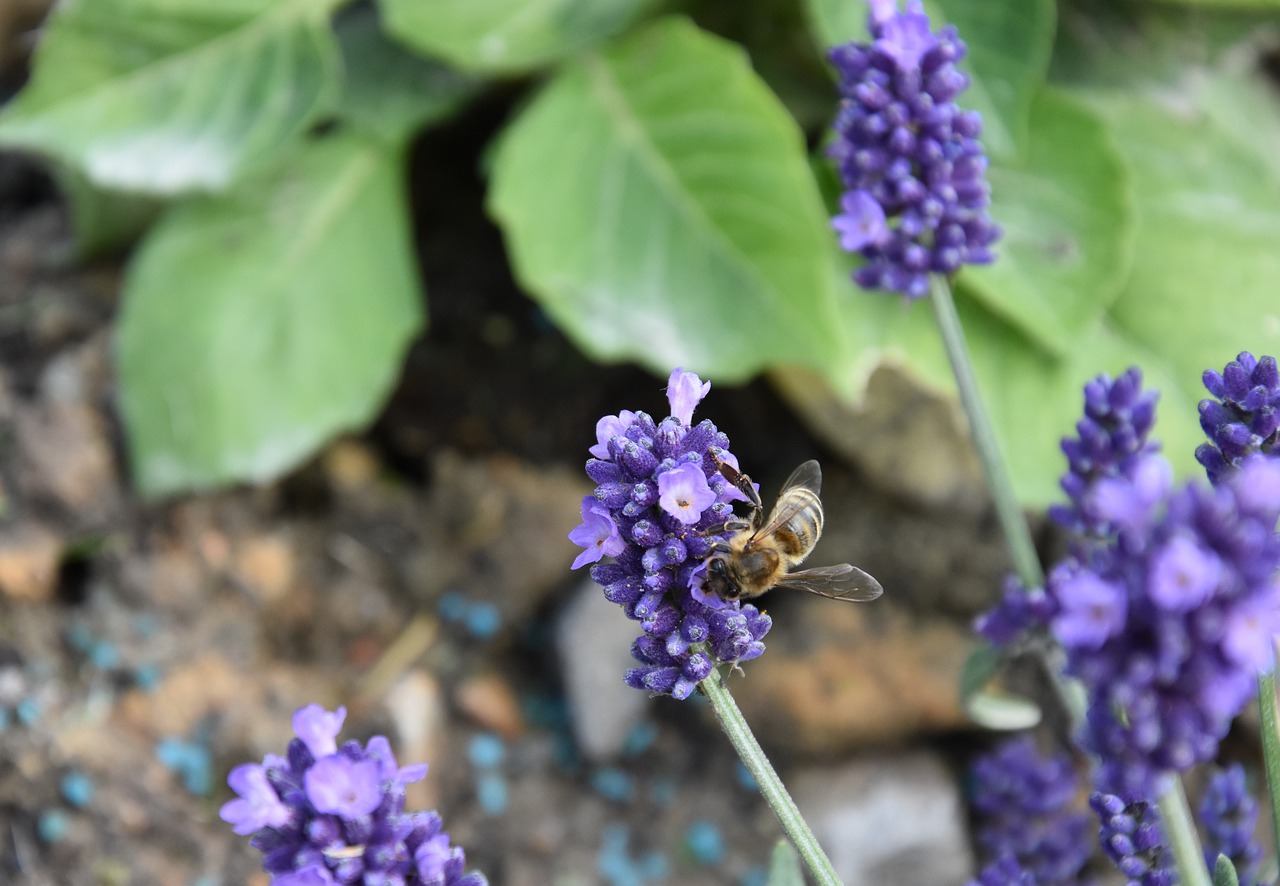 flower  lavender  spring free photo