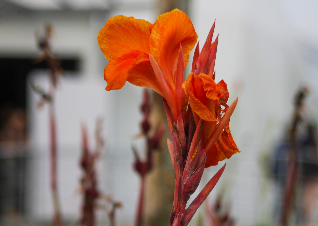 flower  red  bloom free photo