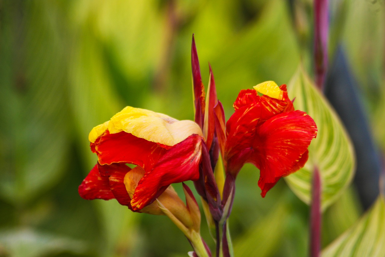 flower  plant  nature free photo