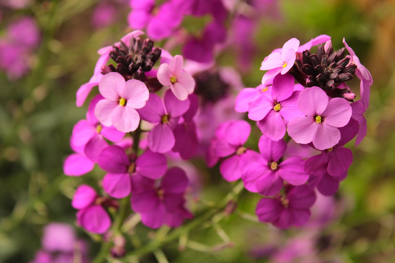 flower  wallflower  plant free photo