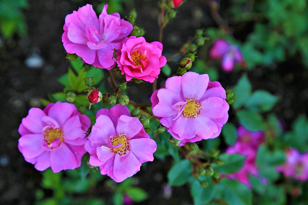 flower  rose  pink free photo