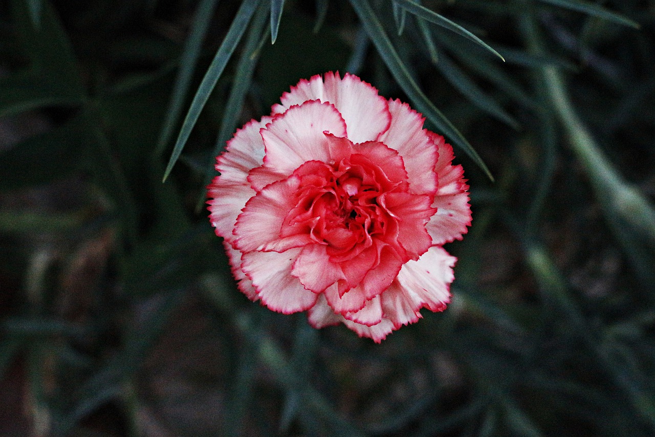 flower  carnation  rosa free photo