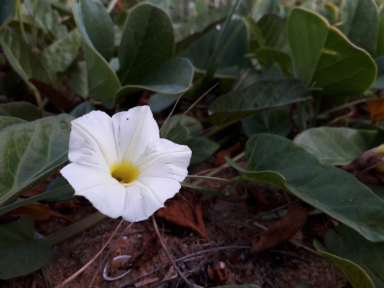 flower  leaf  plant free photo