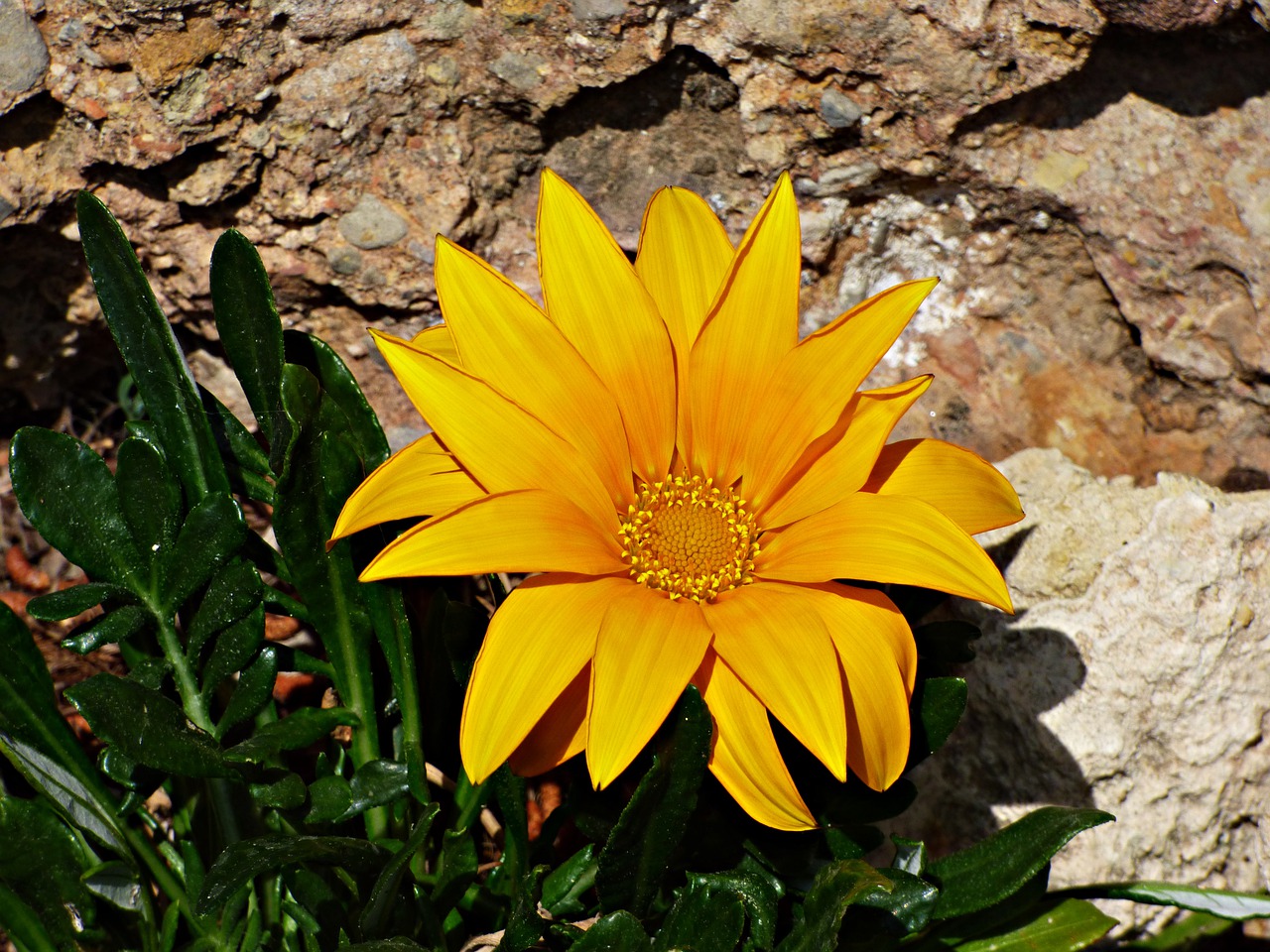 flower  yellow  flowers free photo