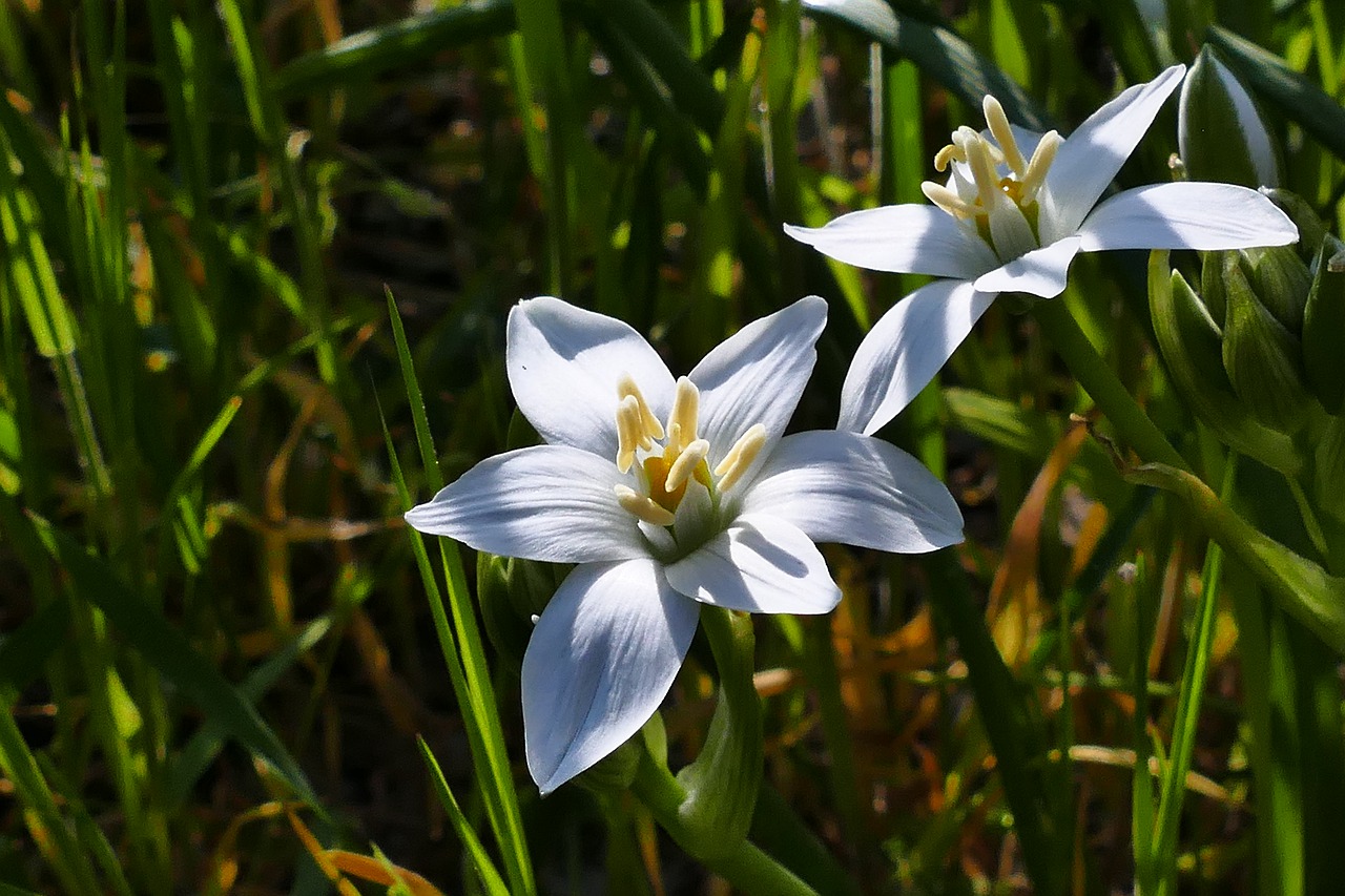 flower  plant  nature free photo