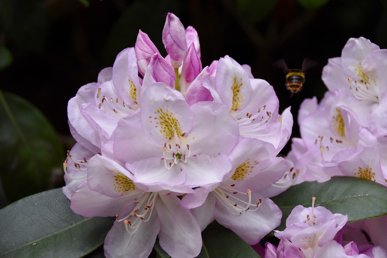 flower  rhododendron  bourdon free photo