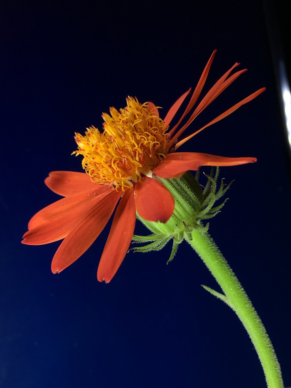 flower  orange flower  plant free photo