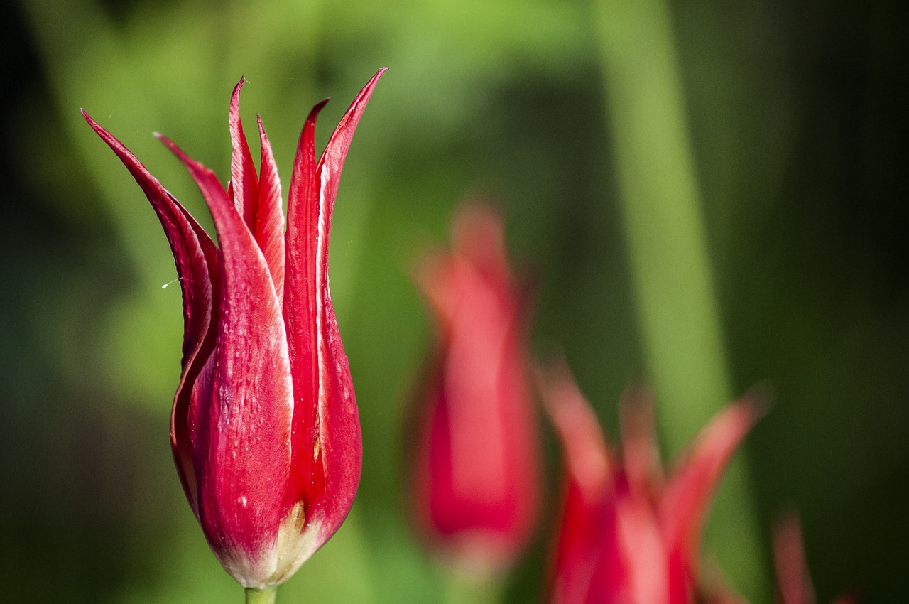 flower  red  tulip free photo