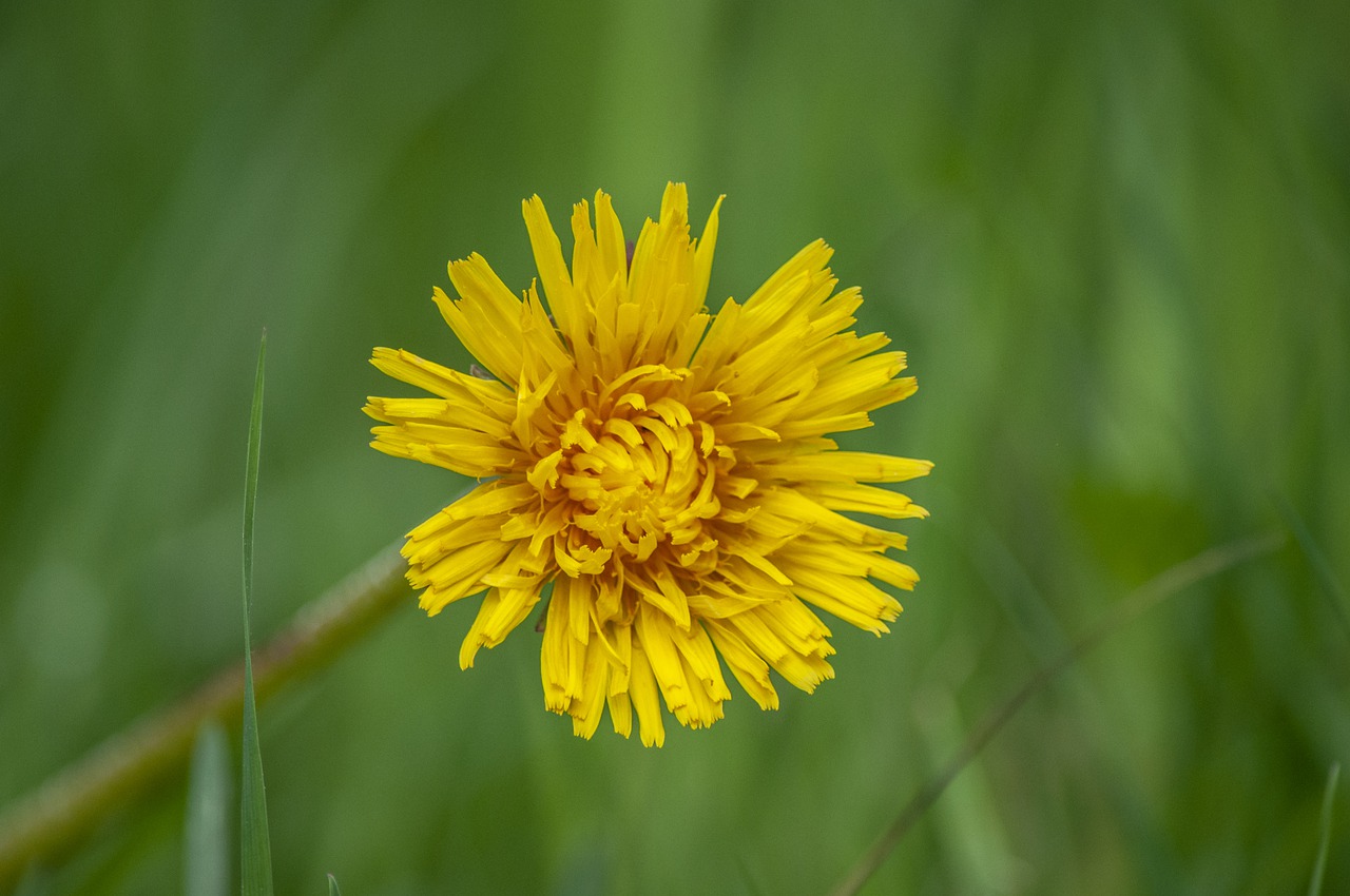 flower  dandelion  plant free photo