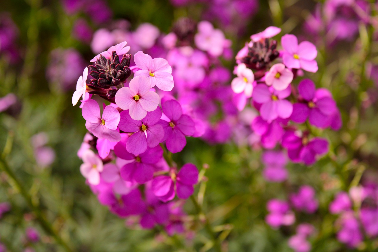 flower  wallflower  plant free photo