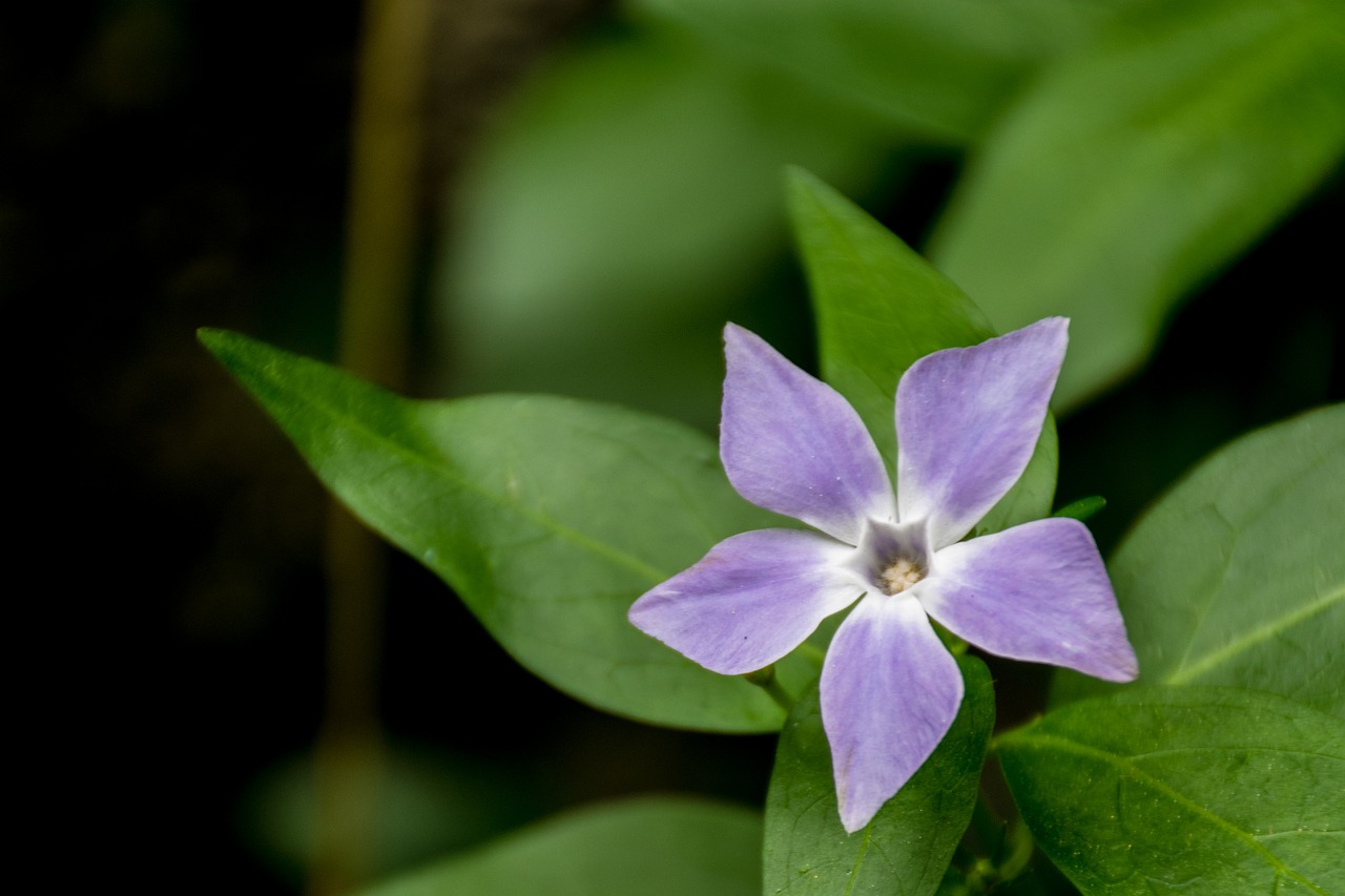 flower  nature  garden free photo