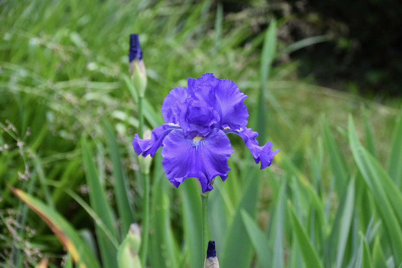 Download free photo of Flower, flowers, iris, button iris, nature ...