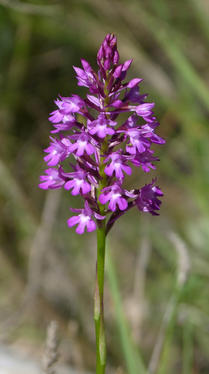 flower  wild flower  composite flower free photo