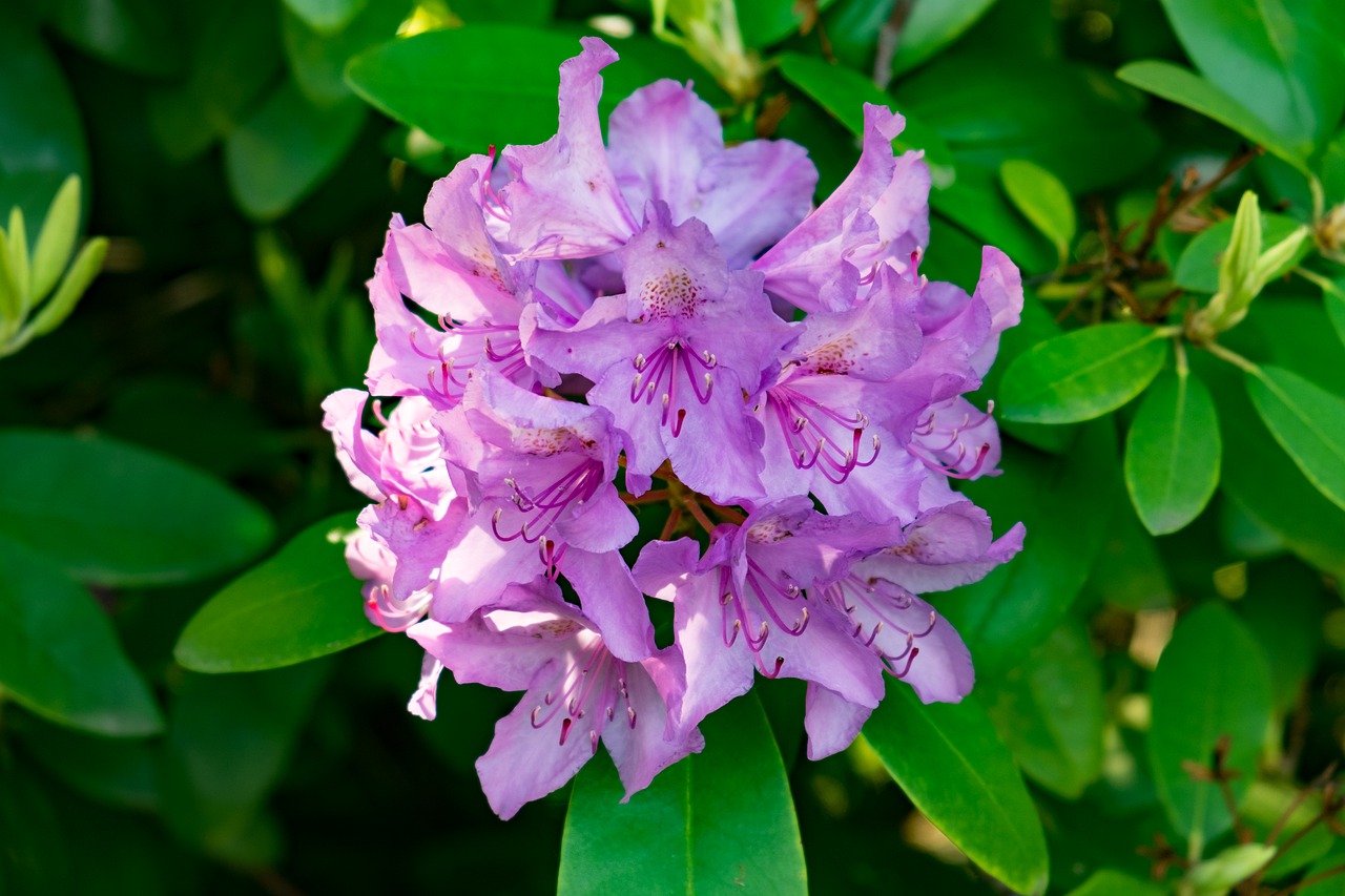 flower  azalea  rhododendron free photo