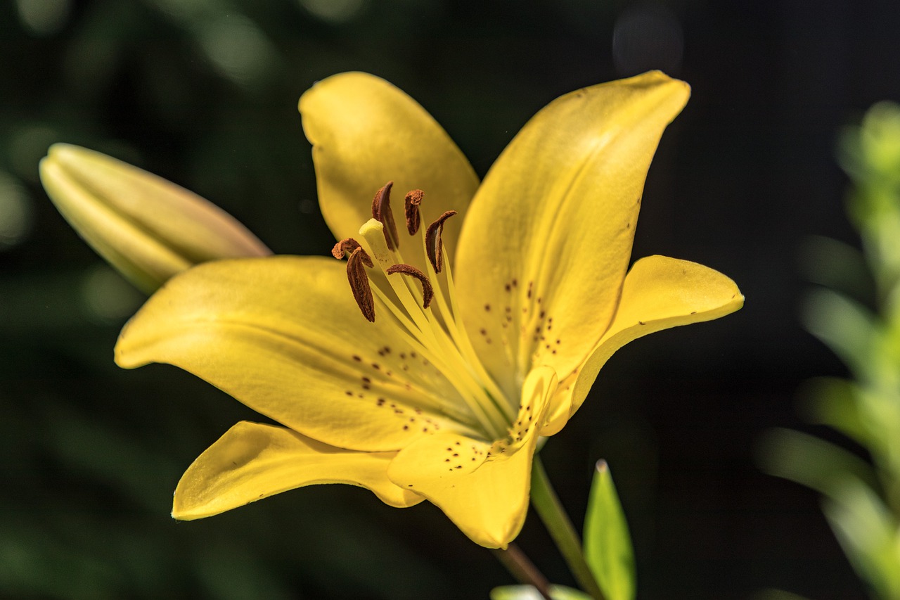 flower  day-lily  petals free photo