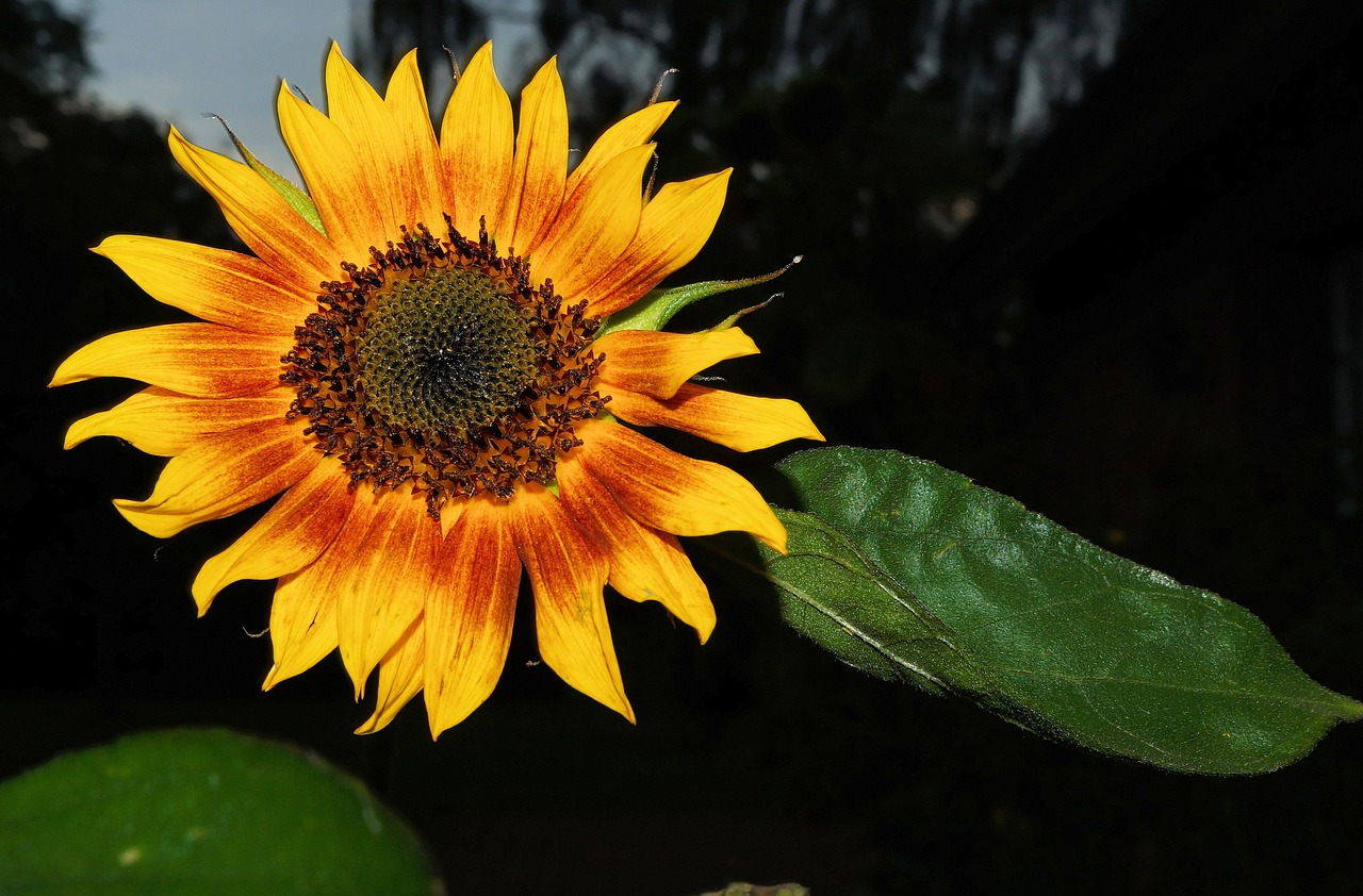 blossom bloom sun flower free photo