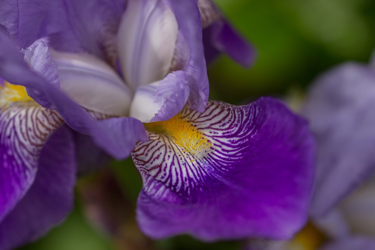 flower  lily  blue free photo