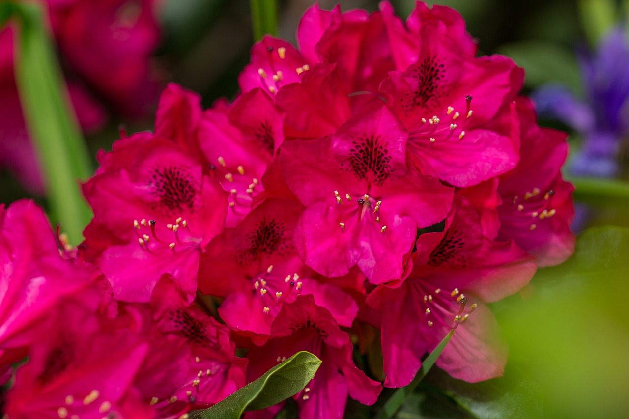 flower  red  blossom free photo