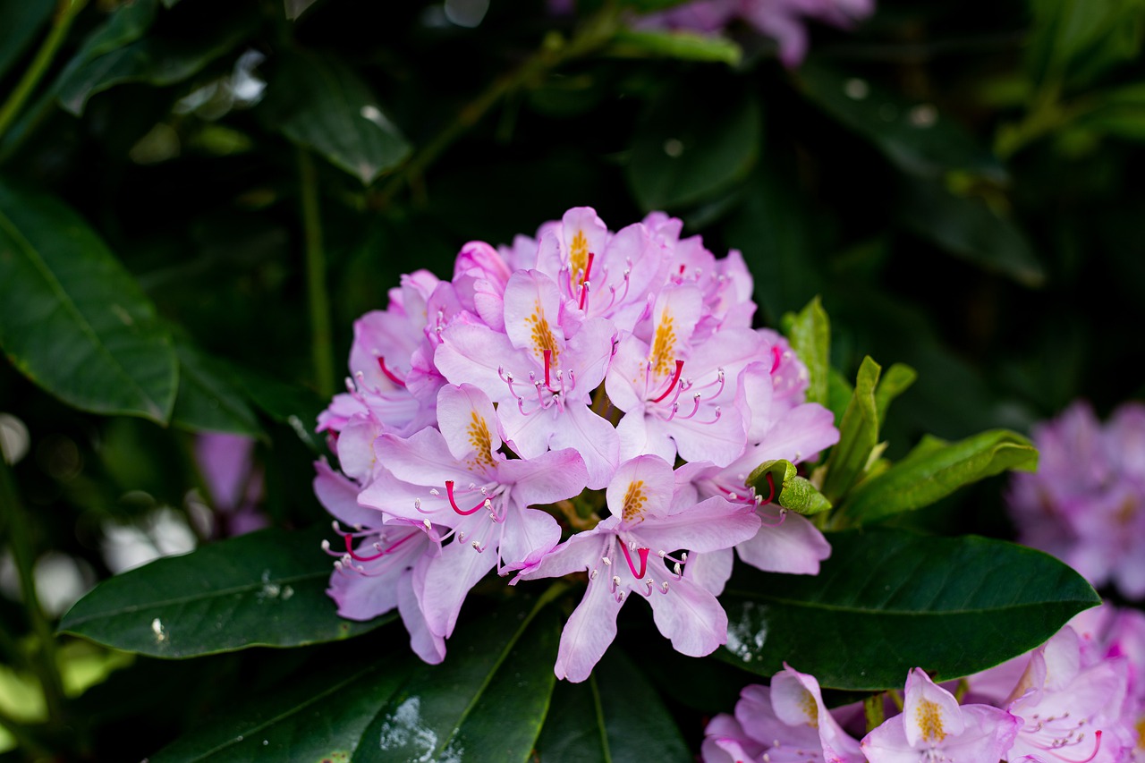 flower  spring  pink free photo