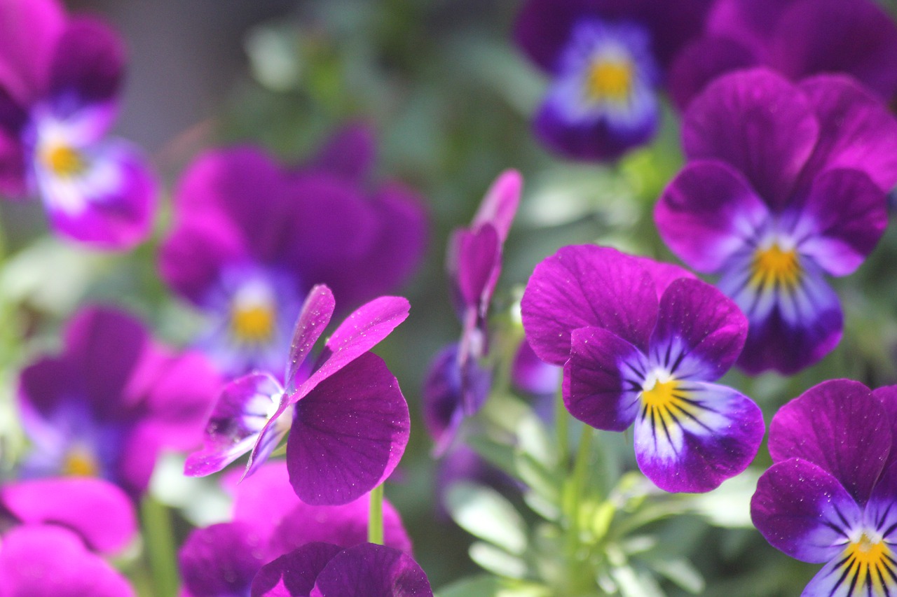 flower  purple  nature free photo