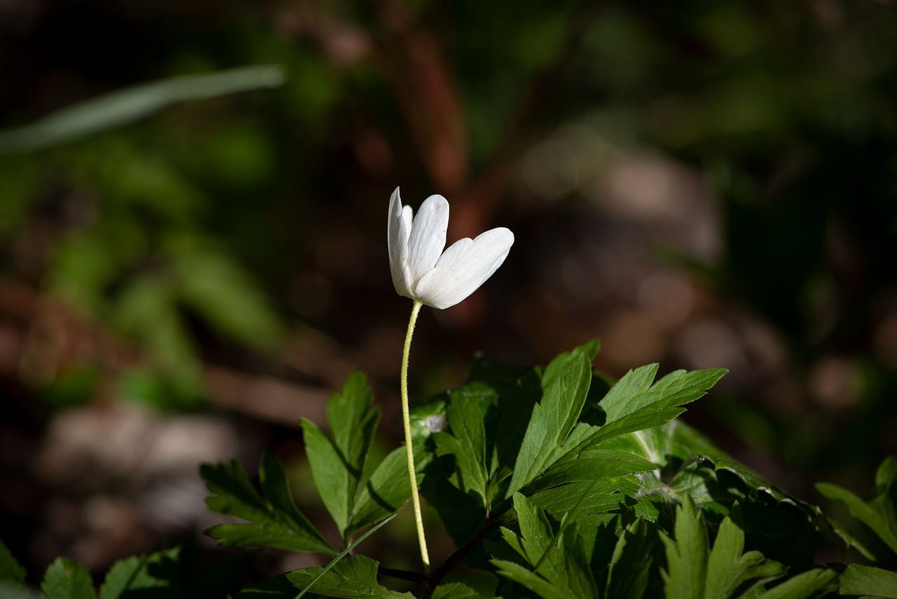 flower  blossom  bloom free photo