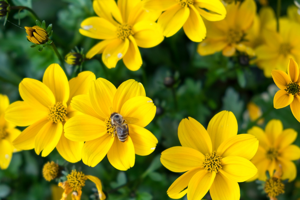 flower  yellow  bee free photo