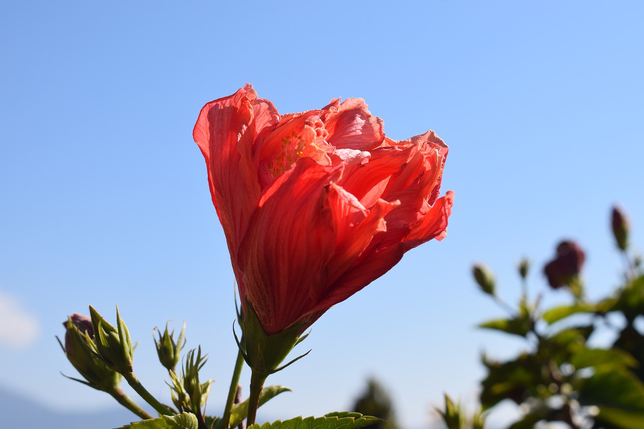 flower  garden  plant free photo