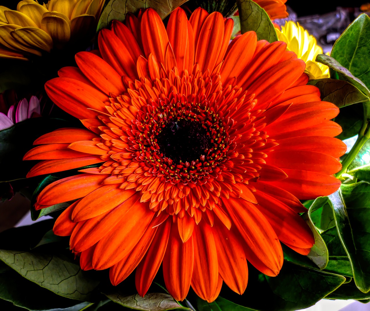 flower  orange  bloom free photo