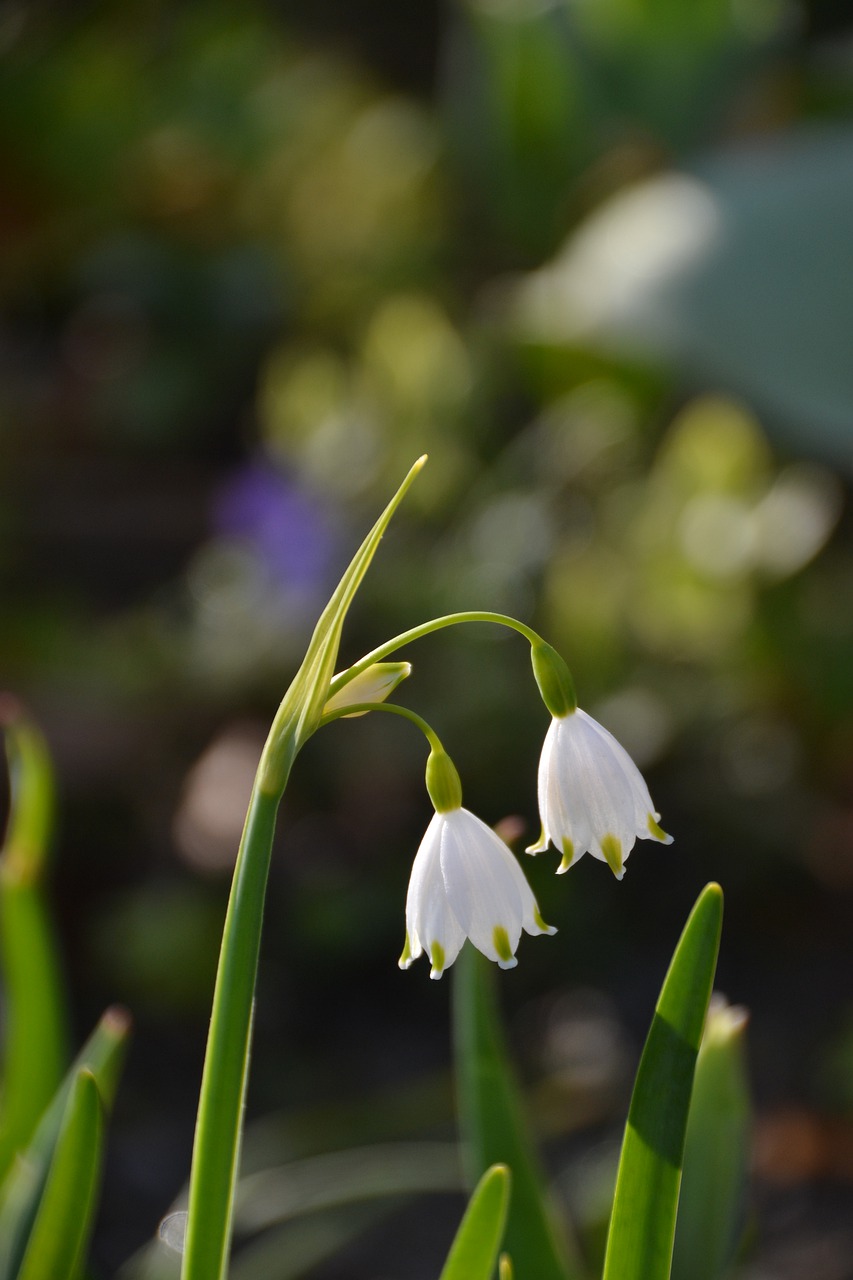 flower  plant  spring free photo