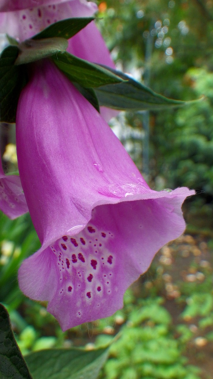 flower  foxglove  purple free photo