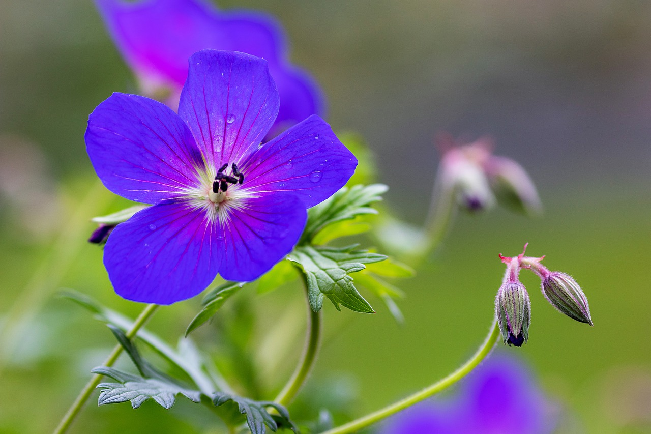 flower  blossom  bloom free photo