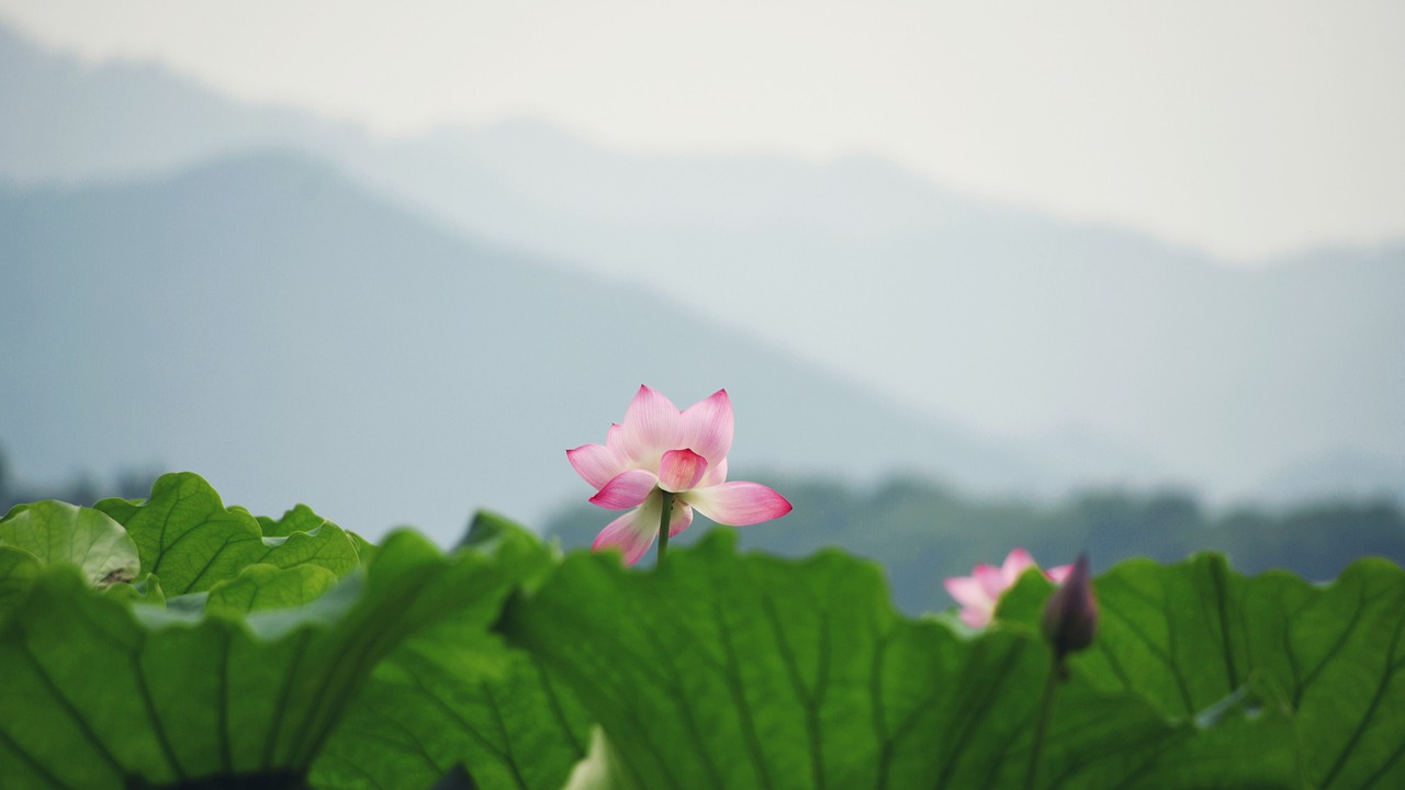 flower  flowering  leaf free photo